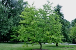 Franklinia Alatamaha — photo 4